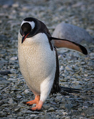 Fototapeta premium Gentoo penguin in Antarctica (Pygoscelis papua)