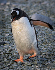 Fototapeta premium Gentoo penguin in Antarctica (Pygoscelis papua)