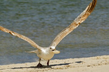 Möwe fliegt mit Muschel im Schnabel davon.