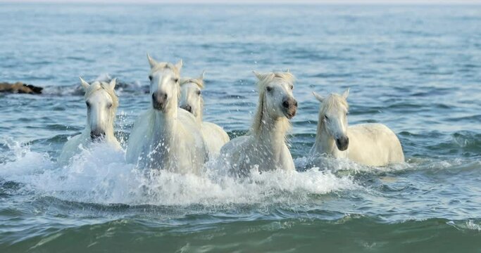 Slow motion shot of white horses splashing water while strolling in sea against sky during sunset - Camargue, France