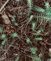 close up of green grass