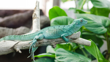 Female green basilisk lizard on a branch