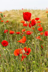 Obraz premium C'est la saison des coquelicots ...