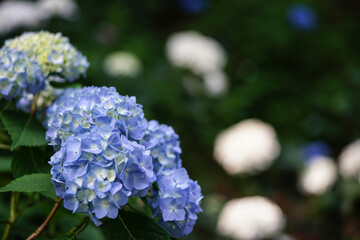 紫陽花の花と光