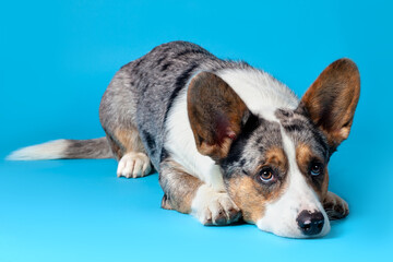 Cute Welsh Corgi Cardigan dog lying on blue background in studio, looking up. Rare Merle color, pretty eyes and face expression, spots on the nose. Copy space for any text.