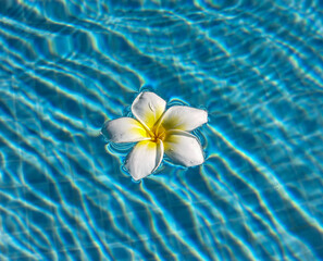 Fototapeta na wymiar Plumeria flower (Frangipani) in water