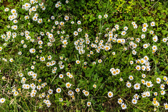 Les marguerites, vive les champs de fleurs