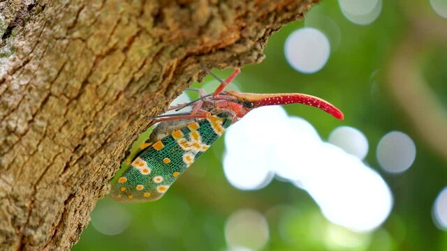 Close up shot of Pyrops candelaria lantern bug or Lantern fly on nature background.