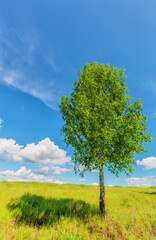 Obraz premium Single birch on the meadow