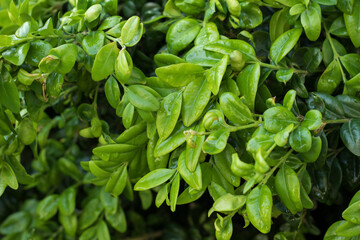 Green Leaves with water drops in dark background