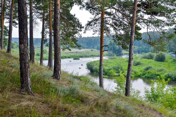 pine forest on the background of the river and blue sky