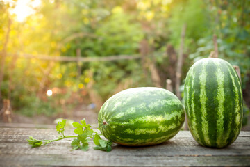 Striped green watermelons prepared for sale