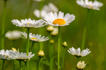 Beautiful Oxeye daisy flowers on a sunny meadow