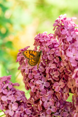 Butterfly siting on the delicate lilac flowers