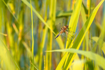 Dragonfly on a blade of grass by the river