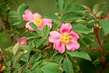 Rosehip bush blooming in spring