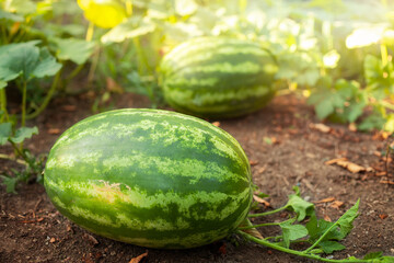 Young watermelons on the vine