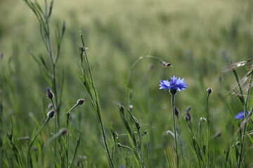 Polne kwiaty © Magda