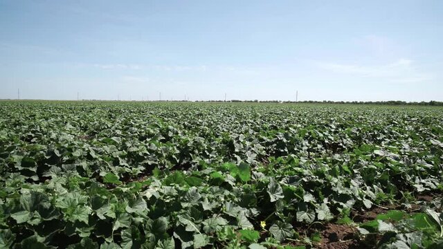 Intercropping field of cucumber. Beautiful landscape of agricultural field.