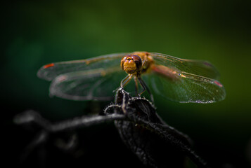 close up of dragonfly