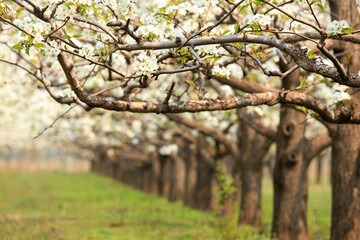 Pear trees blossom in spring