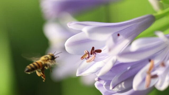 Profile view of honey bee feeding on nectar and pollen of purple lily flower and white striped petals and flies away