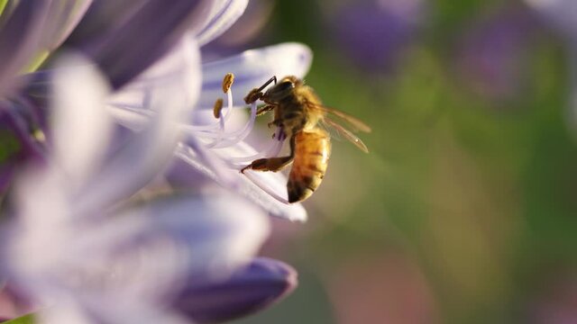 Honey bee flying close to delicate filament and anthers on lily flower, navigates to land, feeds on nectar and pollen, and flies away