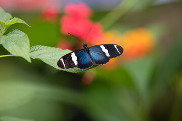 butterfly on a leaf