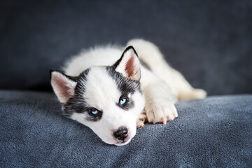 A small white dog puppy breed siberian husky with beautiful blue eyes sleep on grey carpet. Dogs and pet photography