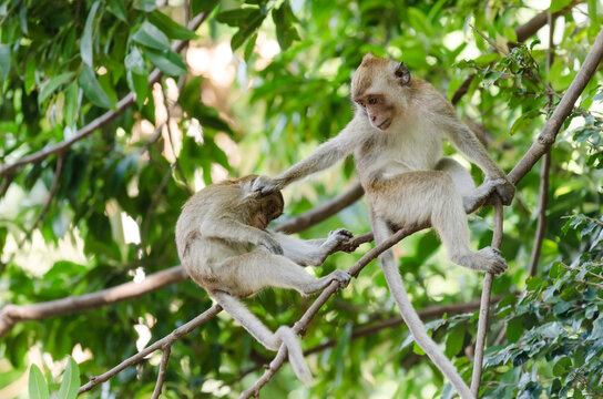 Crab-eating macaque monkey (Macaca Fascicularis) perched on tree and grabbing another monkey by the head
