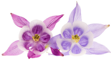 Two flowers head of Aquilegia vulgaris isolated on white background, close up