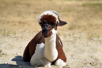 Brown and White Colored Lama Alpaca Lying Down