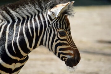 Fototapeta na wymiar Gorgeous Young Baby Zebra Head Close Up