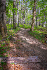 Obraz premium Poland. Bieszczady Mountains. The trail to Duszatynskie Lakes.