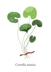 Gotu Kola Centella asiatica vector flat illustration. Colorful plant medical herb isolated on white background. Branch, leaves and roots of superfood natural healthy herbal