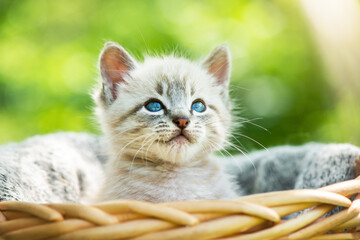 Small kitten cat with blue ayes in basket on garden closeup. Animal pets photography