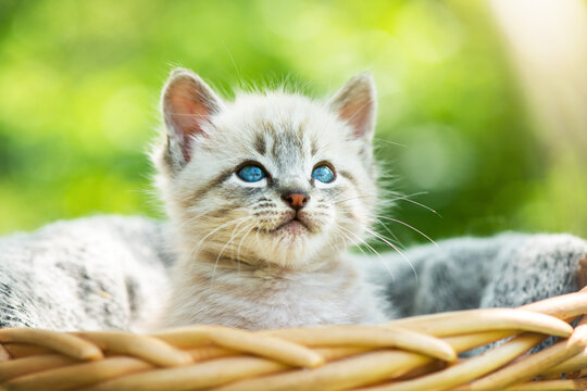 Small kitten cat with blue ayes in basket on garden closeup. Animal pets photography