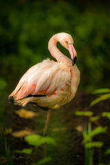 Fototapeta na wymiar flamingo in the zoo