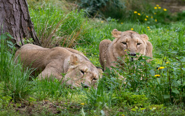 Fototapeta na wymiar lions in the grass