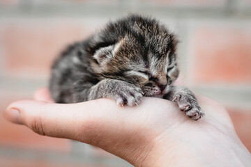 Close up of a cute newborn kitten in a man's hand