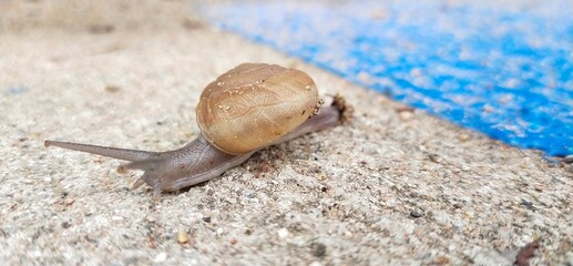 snail on the stone