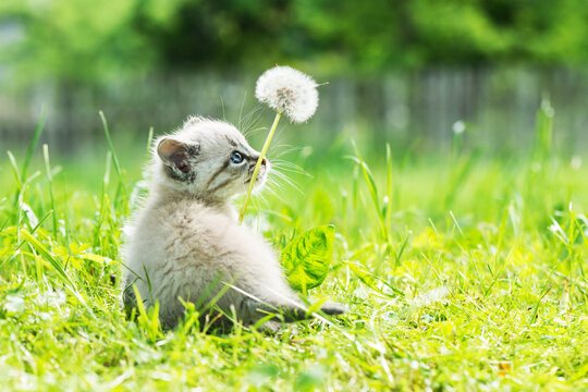 Small kitten cat with blue ayes in green grass with dandelion flower on garden closeup. Animal pets photography