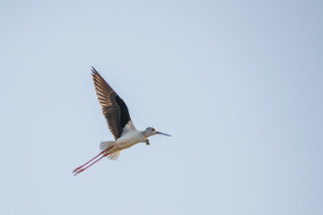 Black winged stilt (Himantopus himantopus) captured while in flight