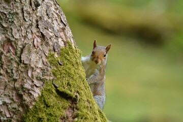 squirrel on a tree