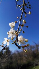 cherry tree blossom