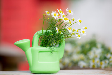 Chamomile flower in a pot