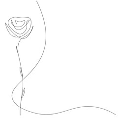 Rose flower background, vector illustration
