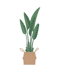 Vector illustration of a houseplant in a basket isolated on a white background