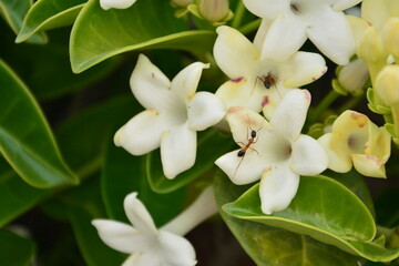 Obraz na płótnie Canvas Amazing jasmine white flowers 