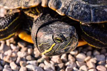 Trachemys Scripta Elegans Tortoise , digitally created photo image